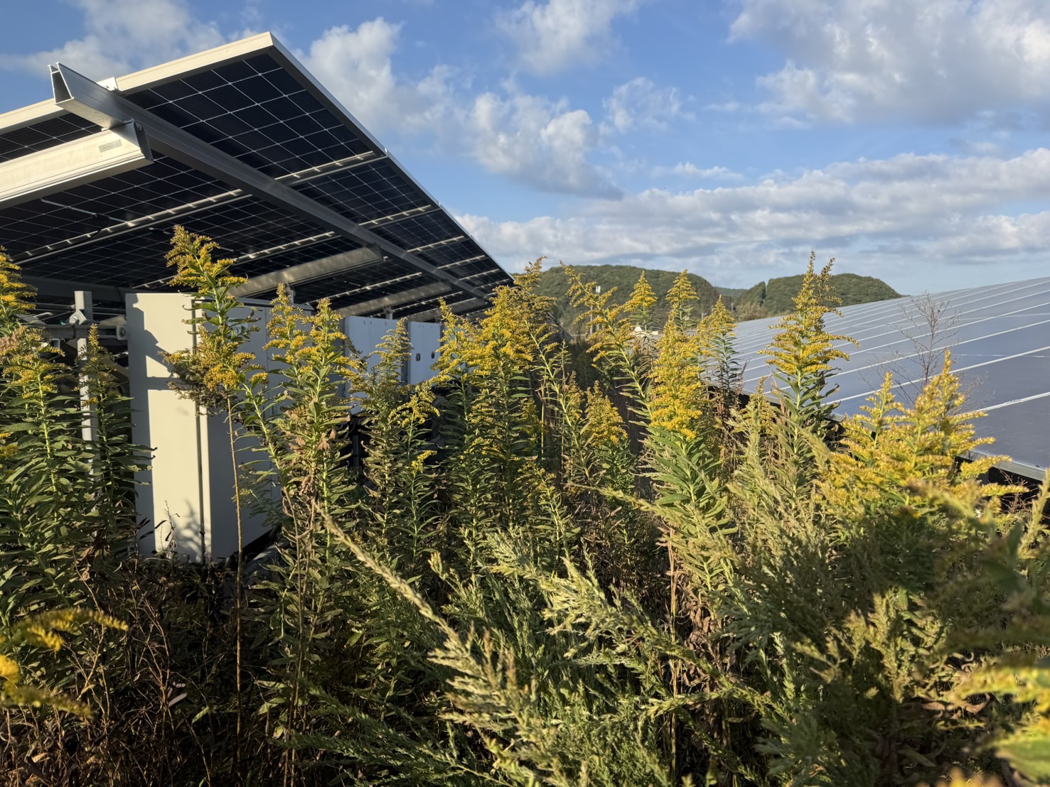 茨城県太陽光発電所 除草作業前