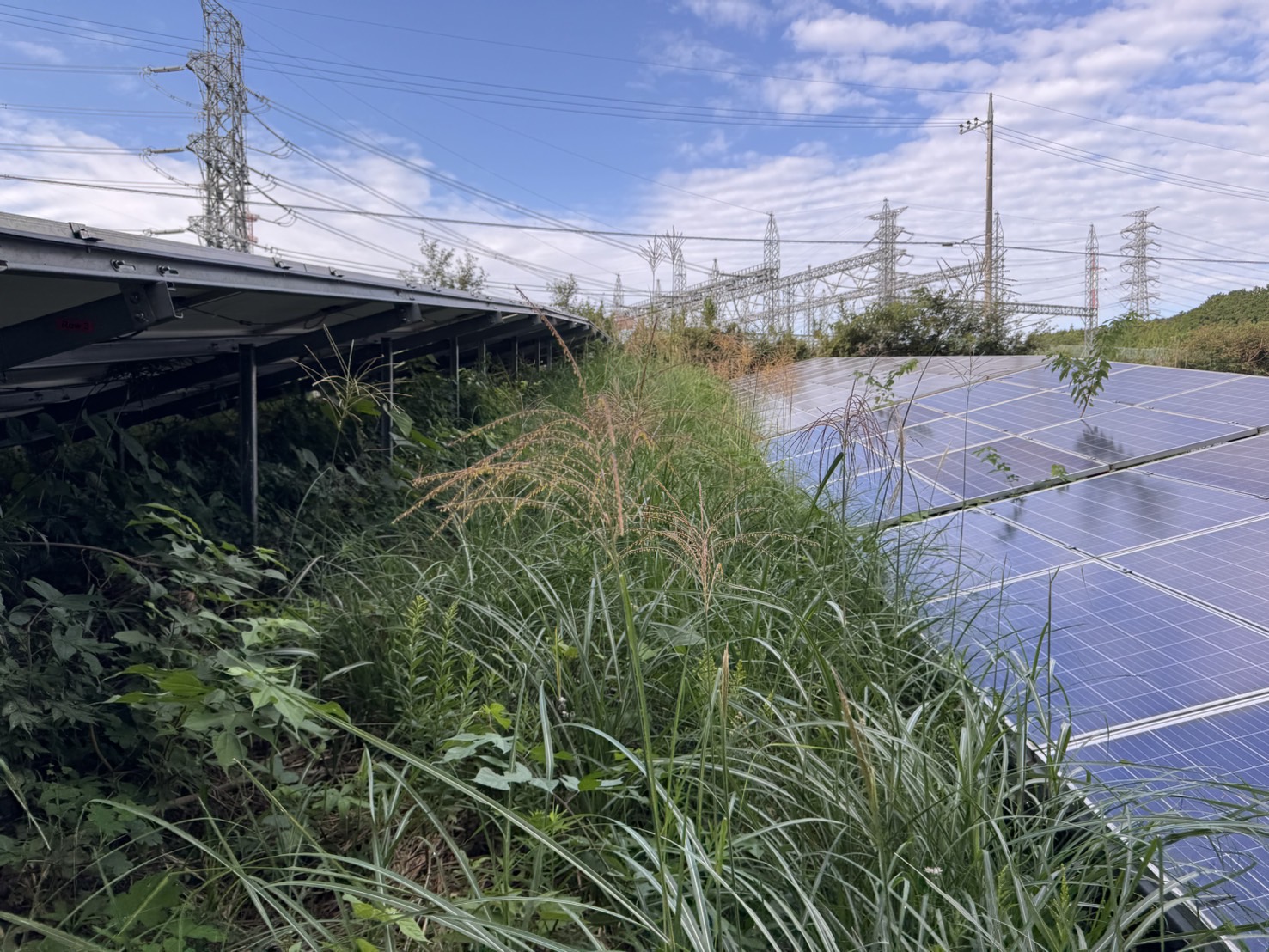 神奈川県 除草前